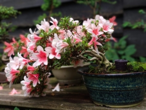 Bonsai - Harry Splinter - DBA Consultant OptimaData